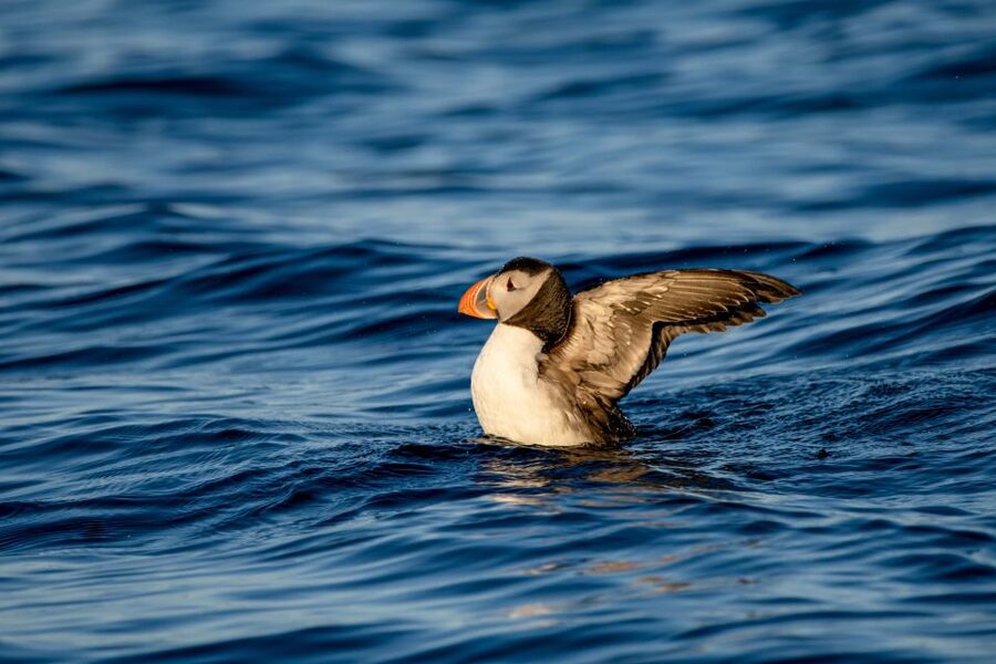 Bleik: Whale Watching by Speedboat with Puffins and Muffins - The midnight sun changes the mood