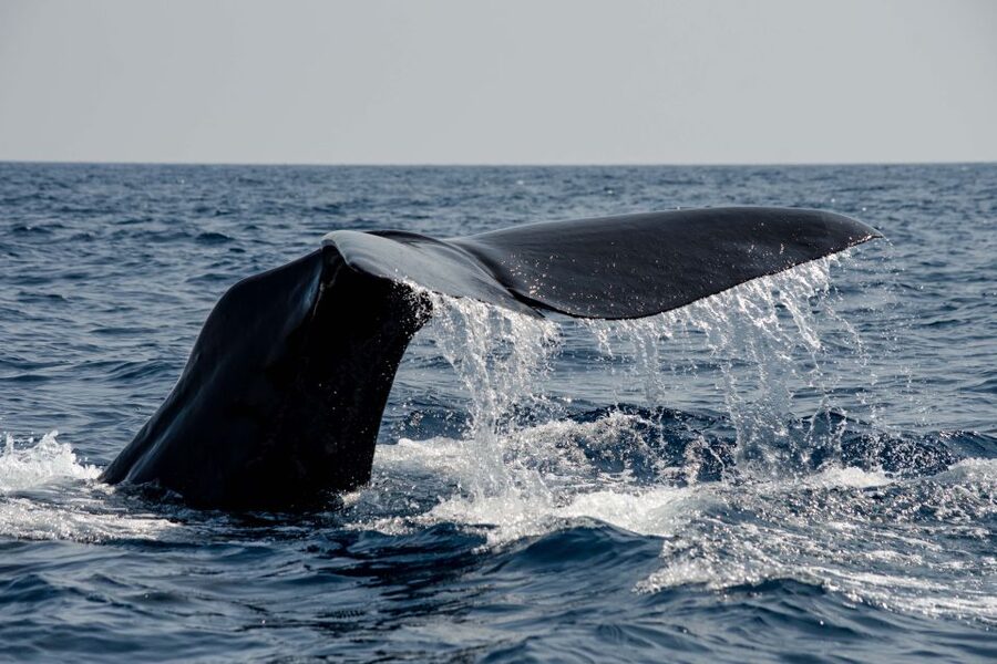 Bleik: Whale Watching by Speedboat with Puffins and Muffins - What the 3.5 hours actually include