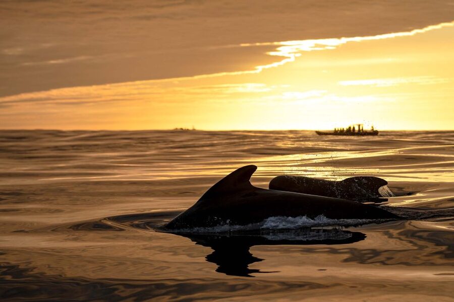 Bleik: Whale Watching by Speedboat with Puffins and Muffins - Is the $199 price fair?
