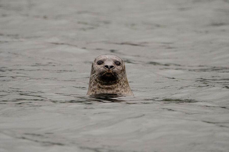 Bleik: Whale Watching by Speedboat with Puffins and Muffins - From Bleik Marina to the open sea