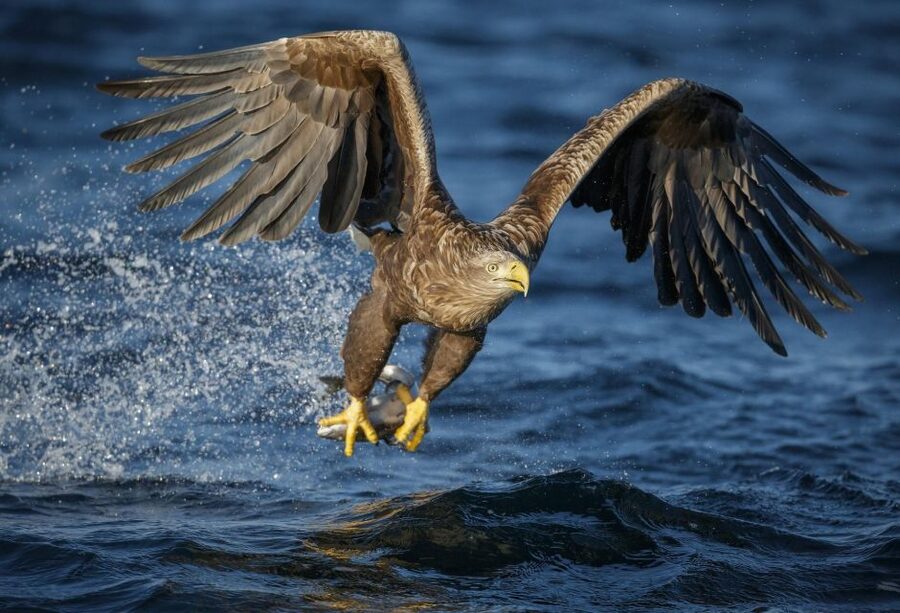 Bodø: Saltstraumen Sea Eagle Trip by RIB - How weather changes the experience