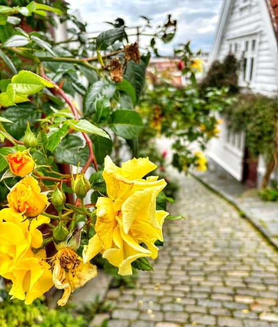 Discover Private+ Stavanger Guided City Tour - Seeing Stavanger through its Viking connections