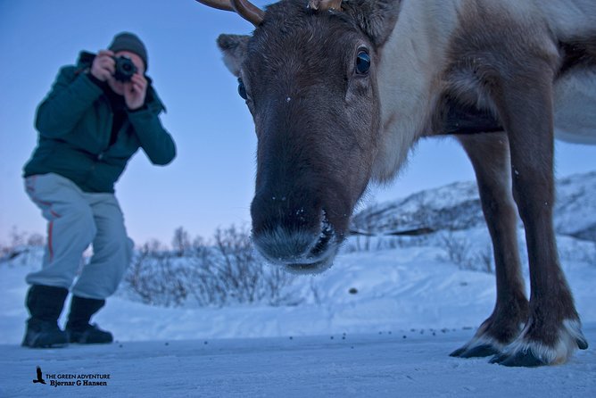 Discover the Fjords of Kvaloya - a roadtrip along fjords and fishing villages - Wildlife sightings depend on patience and luck