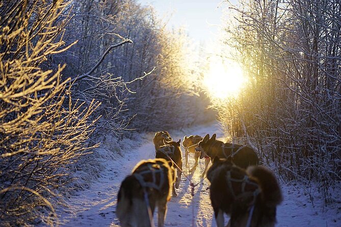 Dog Sled Tour and Husky Cuddles - What the $431.59 price includes
