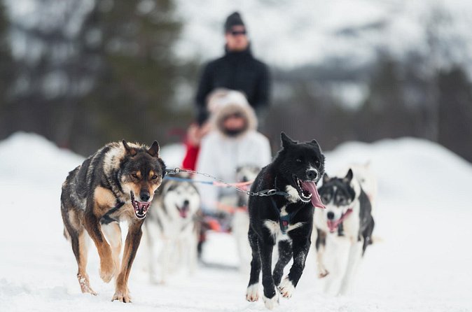 Dog Sled Tour and Husky Cuddles - Who will enjoy this most