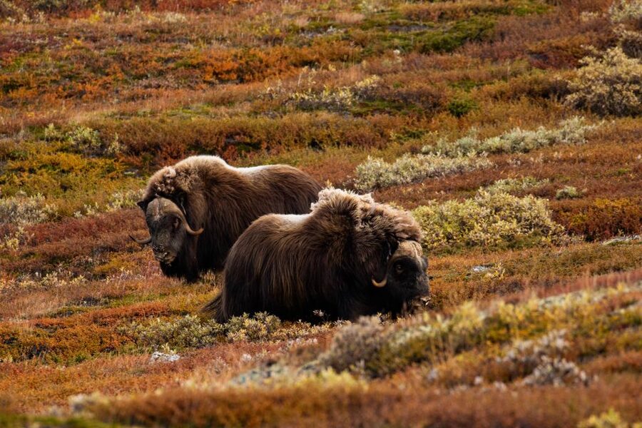 Dovrefjell National Park: Hiking Tour and Musk Ox Safari - What your guide adds to the day