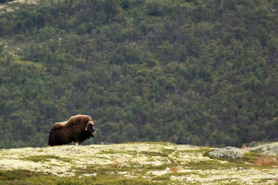 Dovrefjell National Park: Hiking Tour and Musk Ox Safari - Booking, flexibility, and practical value