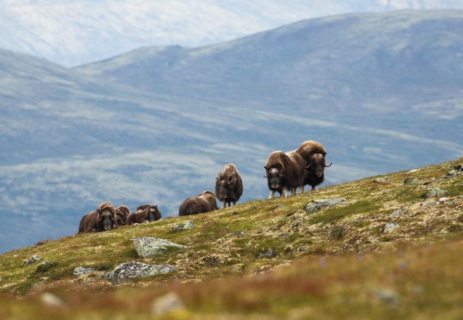 Dovrefjell National Park: Hiking Tour and Musk Ox Safari - Watching musk ox from 200 meters