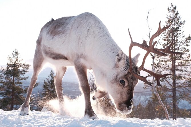 Exclusive Reindeers Experience in small groups, Tromso - A warm cabin, hot drinks, and homemade bread