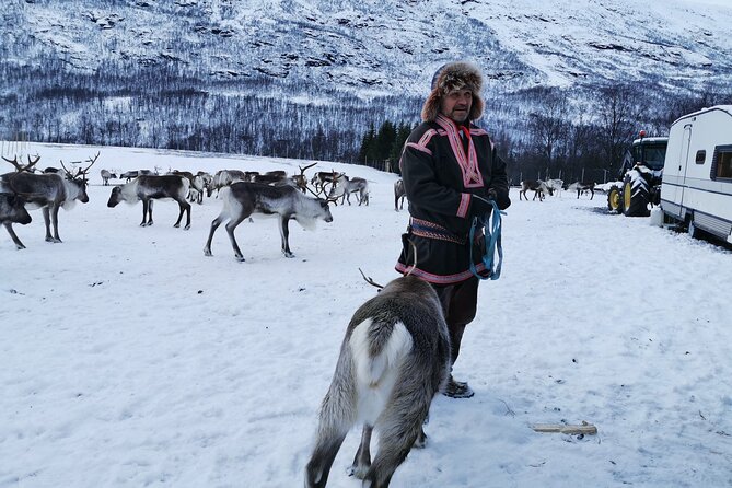 Exclusive Reindeers Experience in small groups, Tromso - Why the small group matters