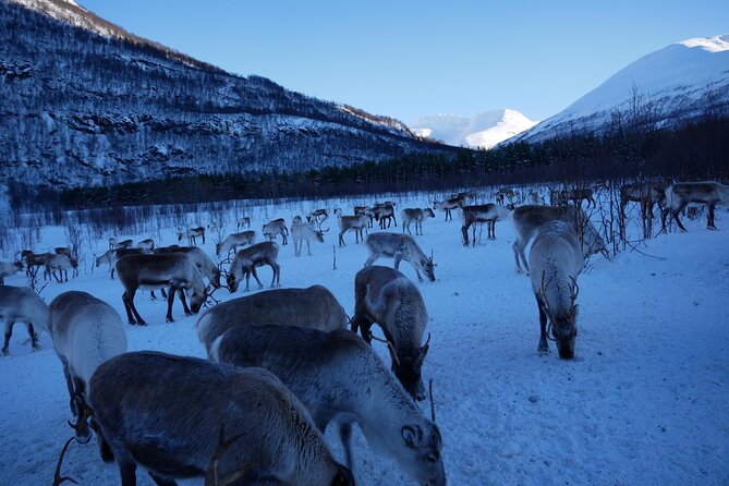 Exclusive Reindeers Experience in small groups, Tromso - Clothing is the difference between fun and discomfort