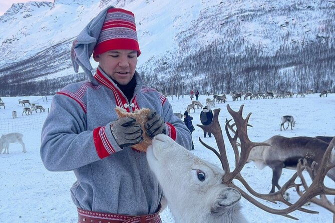 Exclusive Reindeers Experience in small groups, Tromso - Is the $178 price good value?