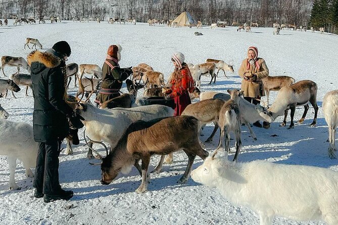 Exclusive Reindeers Experience in small groups, Tromso - Meeting the Sámi family in Lavangsdalen