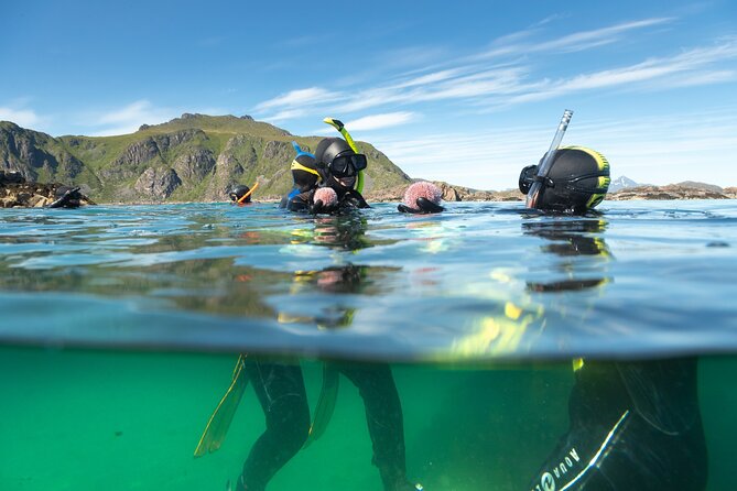 Family Snorkeling Tour - Starting in Ballstad with Lofoten Diving
