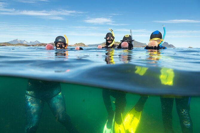 Family Snorkeling Tour - Looking beneath Lofoten’s cold water