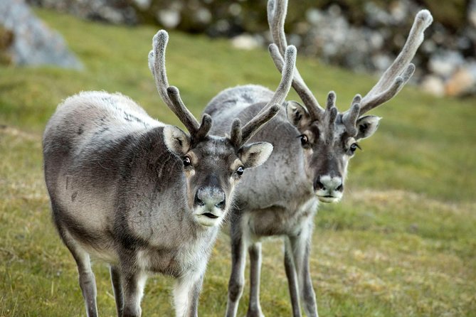 Fjord Expedition: Arctic Adventure Awaits - The guides shape the quality of the day