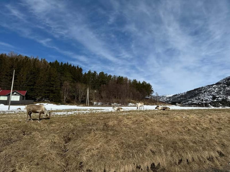 Fjord Foto Tour to Sommaroy (Roadtrip) - Fjords, mountains, and coastal villages fill the route