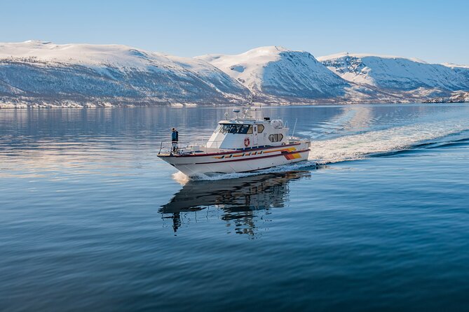 Fjord Safari in the Altafjord - Wildlife watching on an Arctic fjord