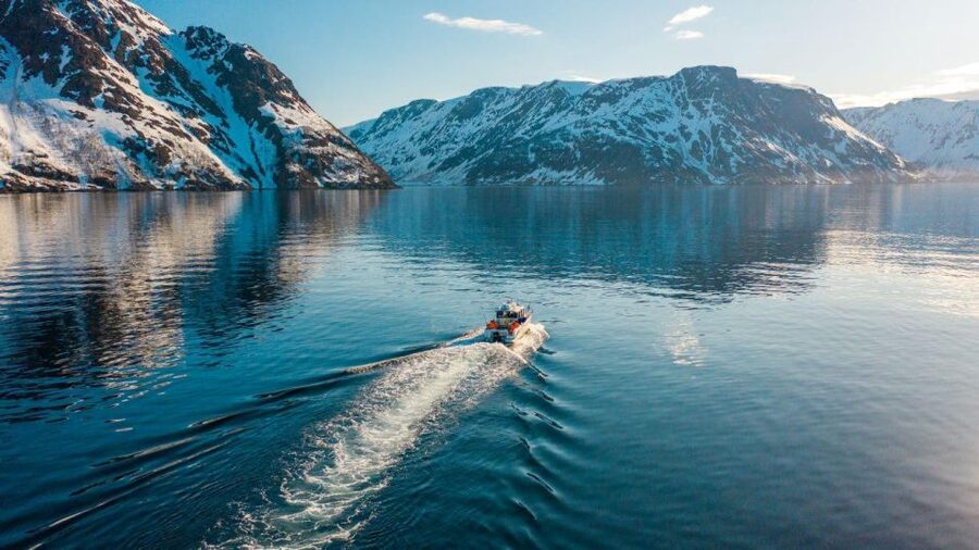 From Alta: Adventure Cruise in Alta Fjord - Birds, porpoises, and the value of patience