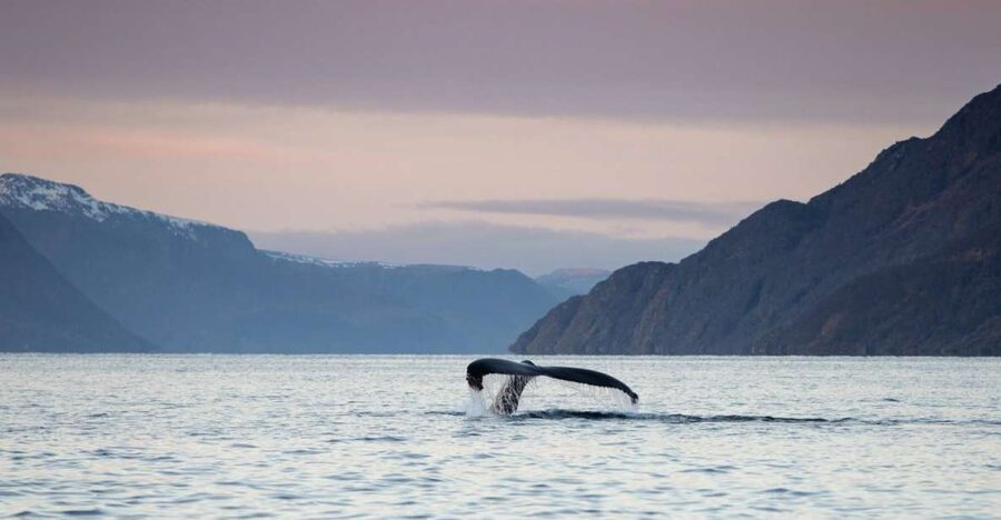 From Alta: Small Group Whale Watching by RIB - Setting out from Alta in search of whales