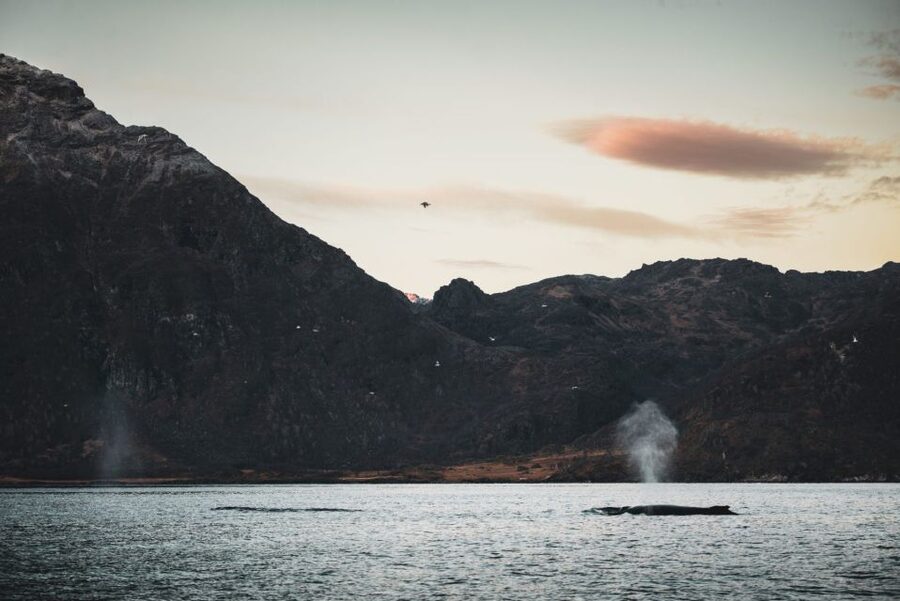 From Alta: Small Group Whale Watching by RIB - The RIB ride: speed, spray, and open water