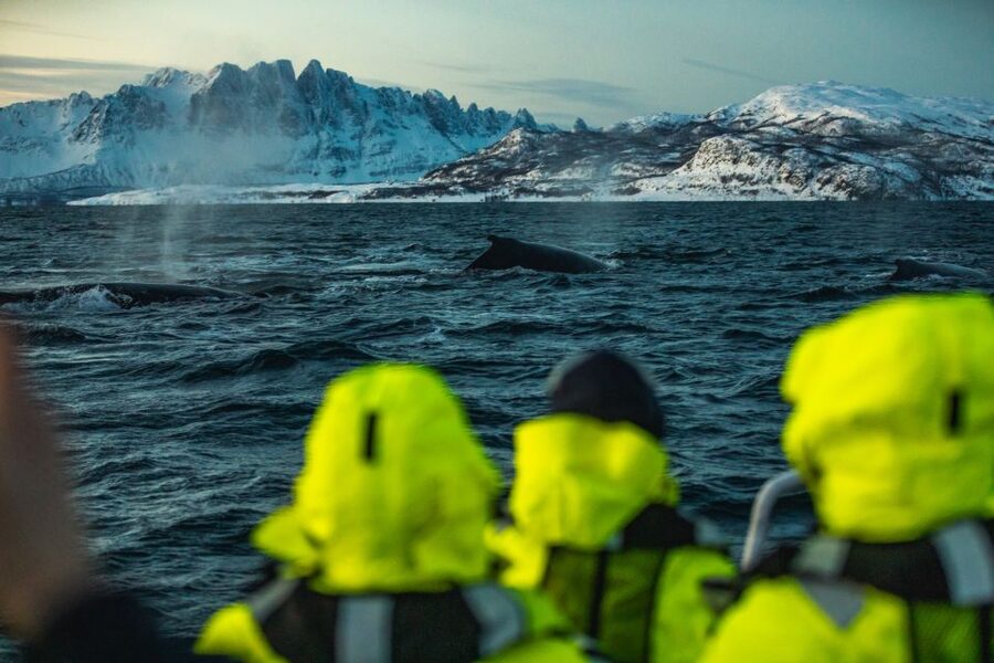 From Alta: Small Group Whale Watching by RIB - Humpbacks, orcas, and possible extra sightings