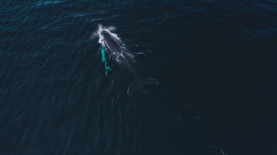 From Alta: Small Group Whale Watching by RIB - Weather can change the day