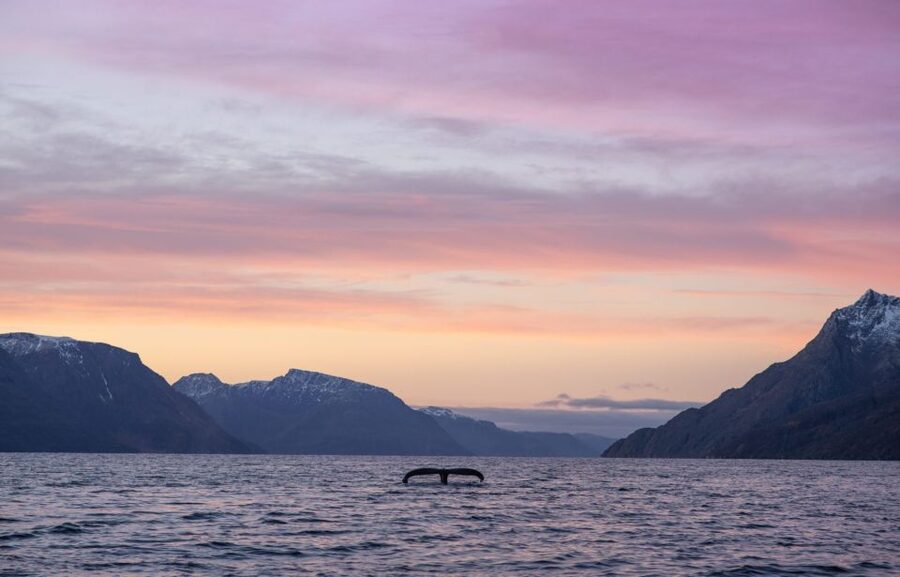 From Alta: Small Group Whale Watching by RIB - Is $278 a fair price?