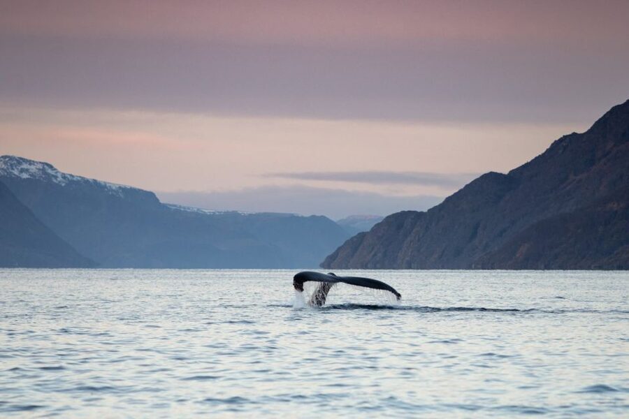 From Alta: Small Group Whale Watching by RIB - Who will enjoy this Alta experience most?