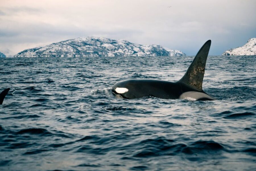 From Alta: Small Group Whale Watching by RIB - Why winter brings whales into these fjords