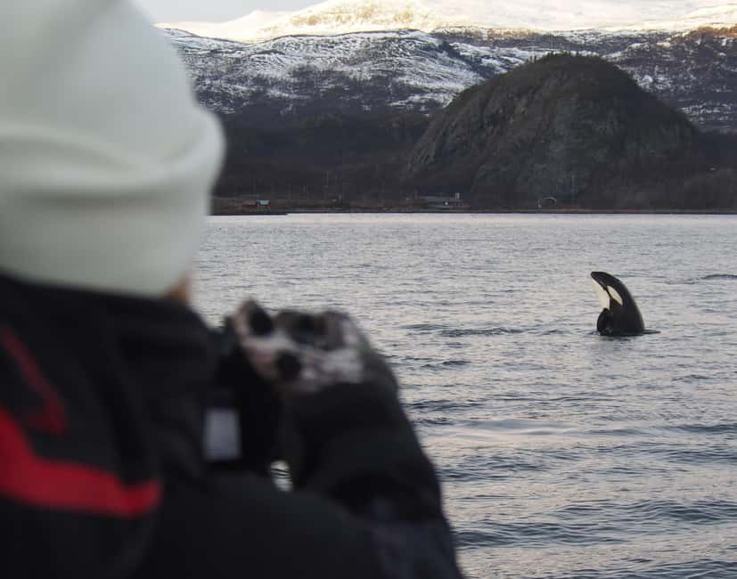 From Alta: Small group Whale watching - Choosing the right harbour for the whales