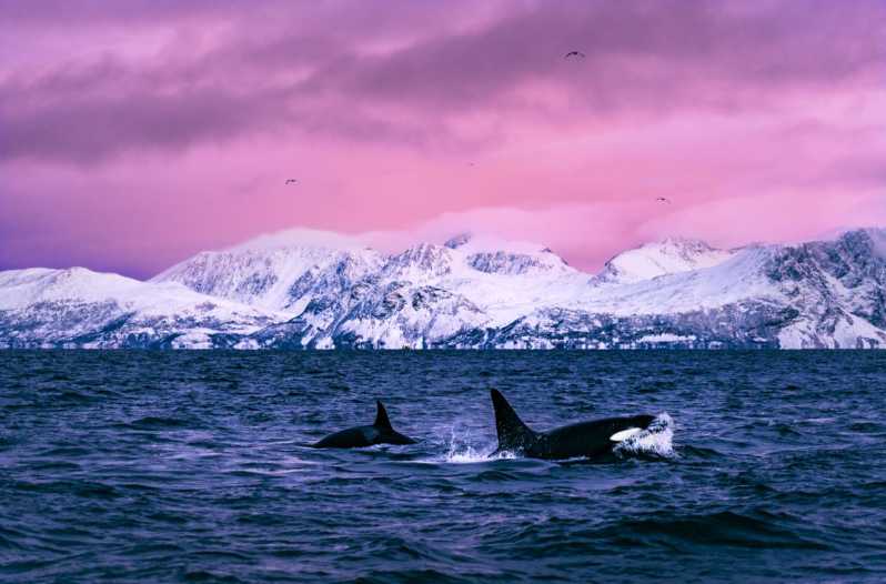 From Alta: Whale and Seabird Cruise - Leaving Havneveien 24 for Alta Fjord