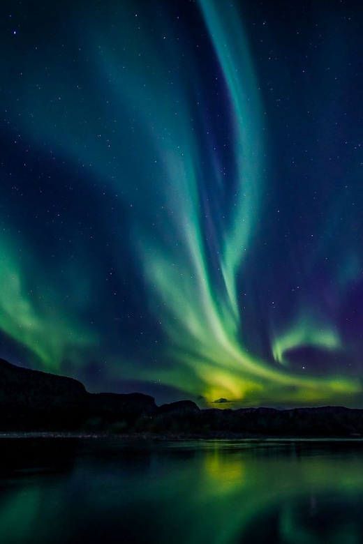 From Alta: Whale and Seabird Cruise - Why the Alta Fjord Attracts Whales