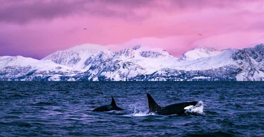 From Alta: Whale and Seabird Cruise - The Boat, Warm Suits, and Best Viewing Spots