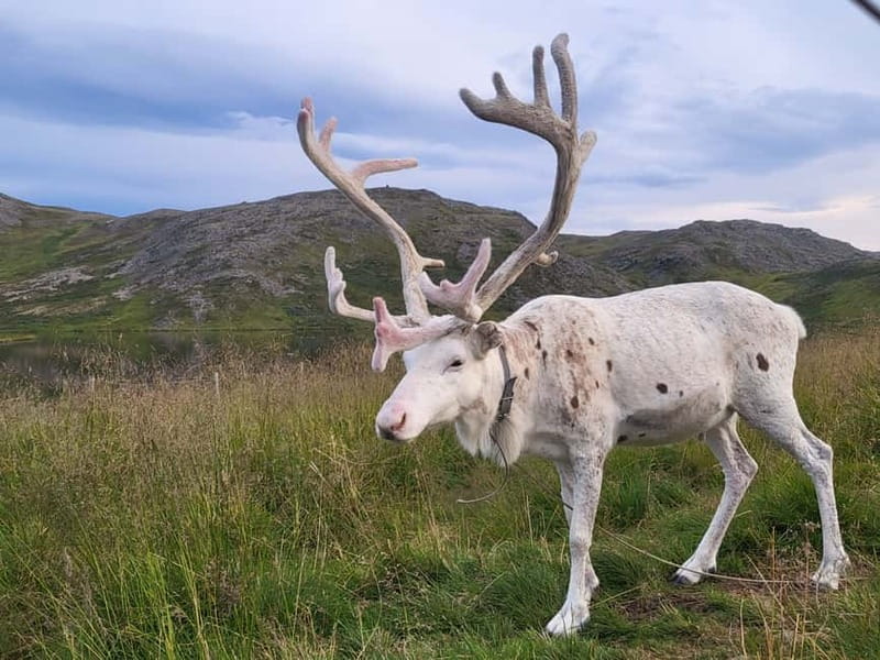 From Honningsvåg: North Cape and King Crabs Tour - Why this North Cape trip offers more than a quick photo stop