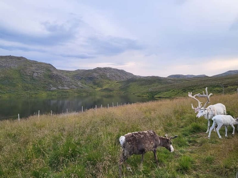From Honningsvåg: North Cape and King Crabs Tour - Is $194 a fair price?