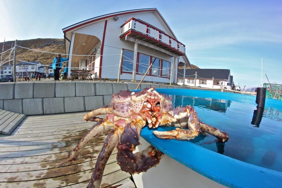 From Honningsvåg: VIP North Cape and Kingcrab Tour - What this five-hour North Cape tour is really about