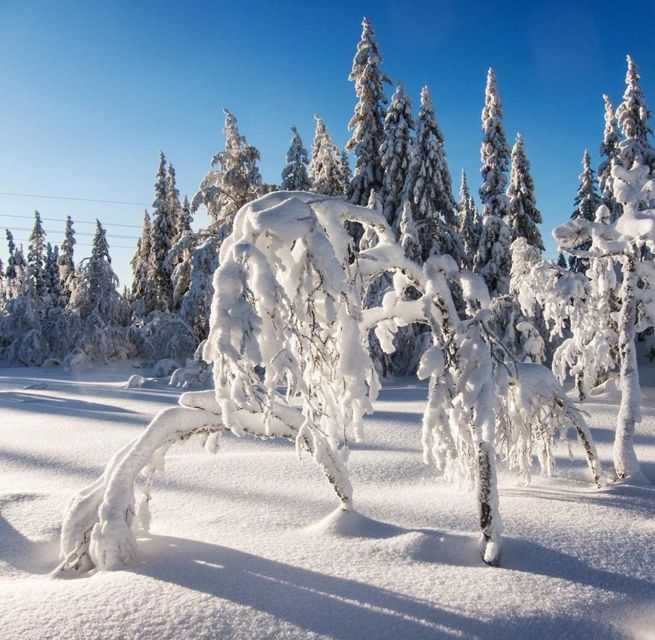 From Oslo: Oslomarka Forest Guided Snowshoeing Tour - How difficult is the snowshoeing?