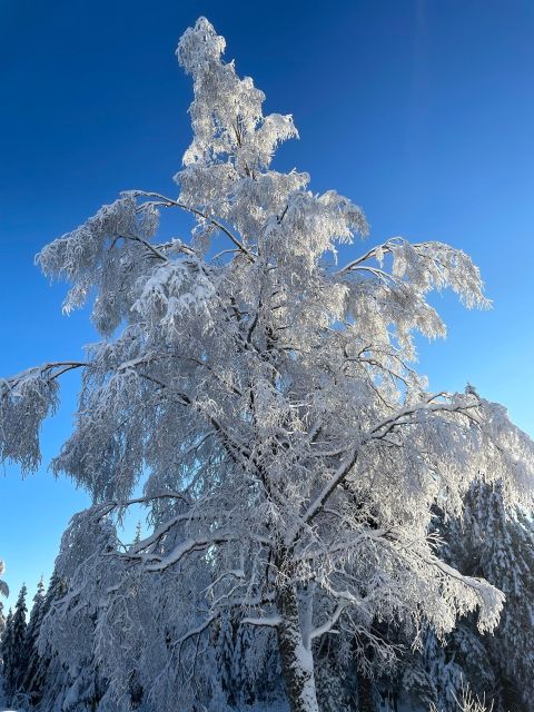 From Oslo: Oslomarka Forest Guided Snowshoeing Tour - When snow conditions change the plan