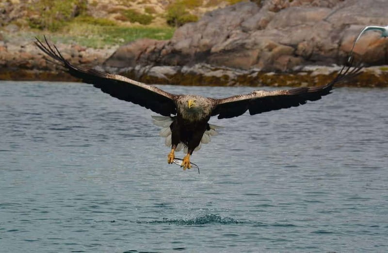 From Svolvær: Lofoten RIB Sea Eagle Safari Trollfjord Cruise - Why this two-hour cruise works so well
