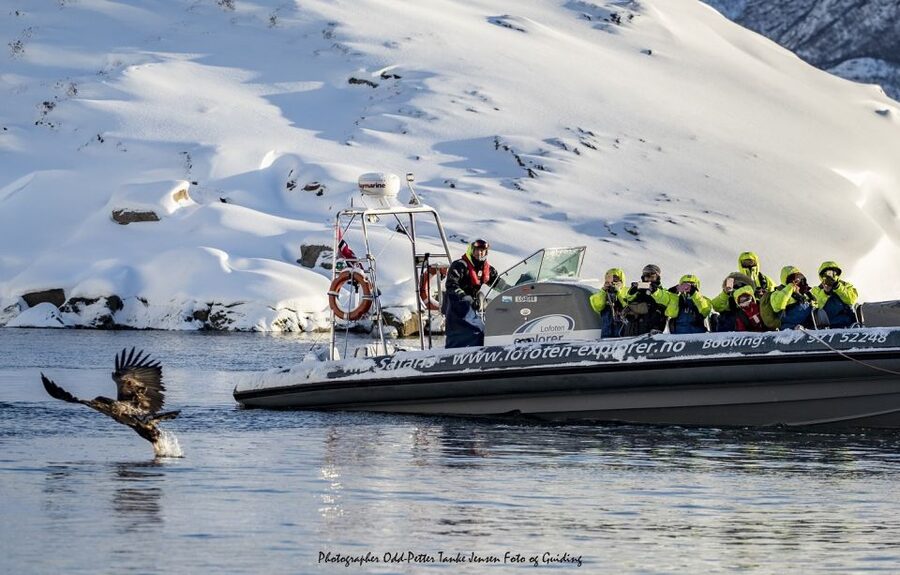 From Svolvaer: Trollfjorden Wildlife RIB Cruise - Summer brings longer views, not guaranteed wildlife