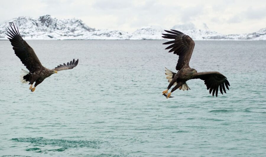 From Svolvaer: Trollfjorden Wildlife RIB Cruise - Is two hours enough for $125?