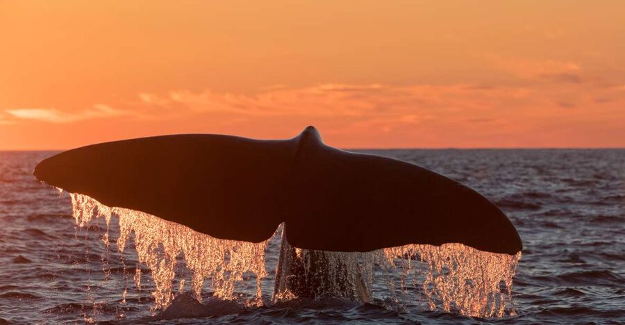 From Svolvær: Whale Watching Day Trip to Andenes - Why the trip to Andenes is worth considering