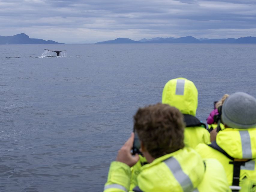 From Svolvær: Whale Watching Day Trip to Andenes - Lunch and a pause at Marmelkroken