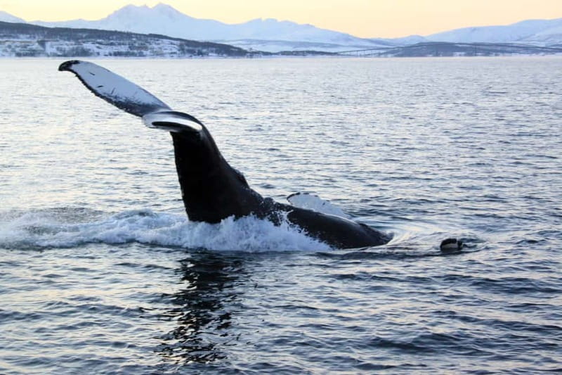 From Tromsø: All-Inclusive Whale & Orca Safari - Why this whale safari goes to Skjervøy