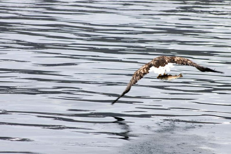 From Tromsø: All-Inclusive Whale & Orca Safari - Using the outdoor decks and heated lounge