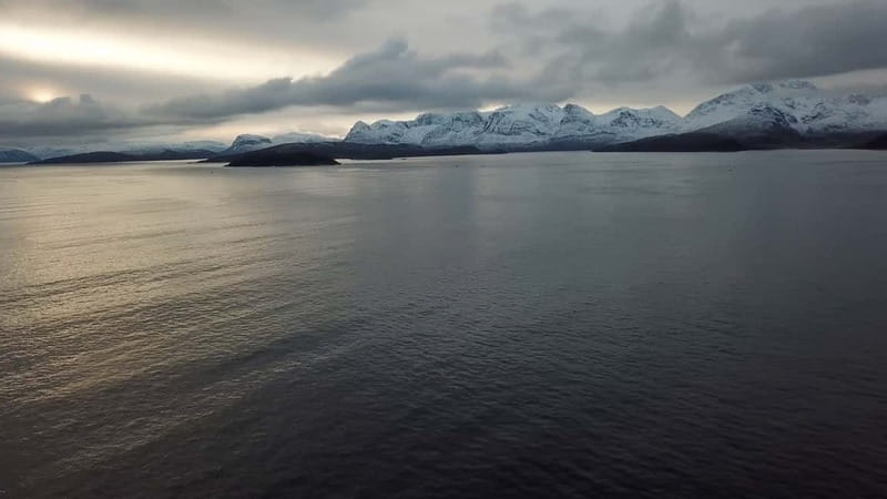 From Tromsø: All-Inclusive Whale & Orca Safari - Seabirds and other wildlife