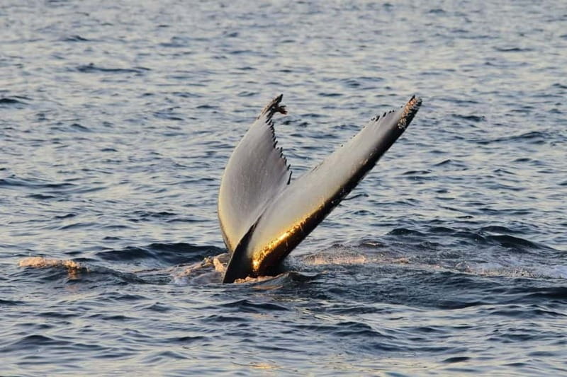From Tromsø: All-Inclusive Whale & Orca Safari - The long ride back to Tromsø