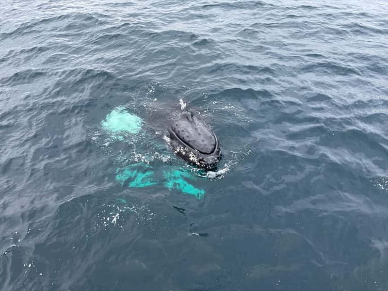 From Tromsø: All-Inclusive Whale & Orca Safari - Who should book, and who should skip it