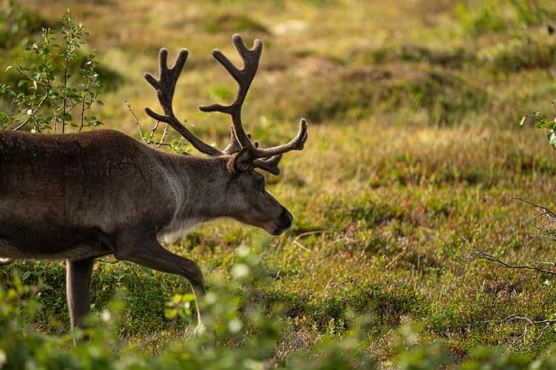 From Tromsø: Arctic Roadtrip: fjords tour with scenic picnic - What the $123 price really covers
